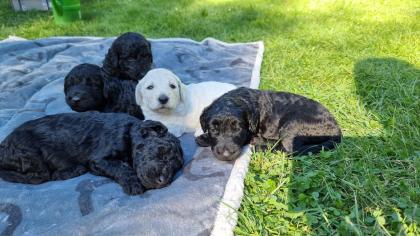 Goldendoodle F1B Welpen