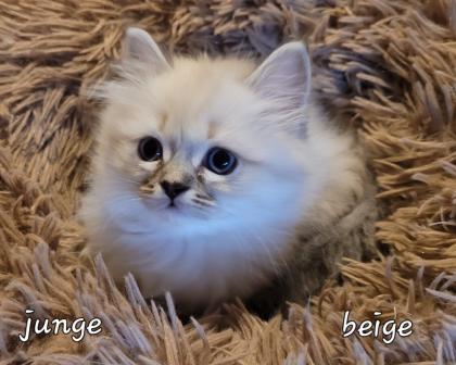 Heilige Birma Kitten