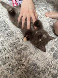Britisch Kurzhaar BKH Katzenbaby Kätzchen Bicolor Chocolate Torty weis-schwarz weiß-rot