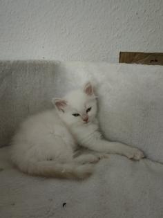 2 super süße Kätzchen /Katerchen BLH /Maine Coon