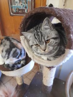 Typvoller junger BKH Kater mit Ahnentafel geimpft entwurmt gechipt kastriert aus HCM PKD fre