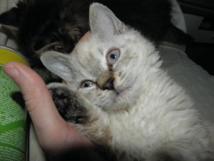 Süße Kitten im Schafspelz Selkirk Rex ohne Papiere