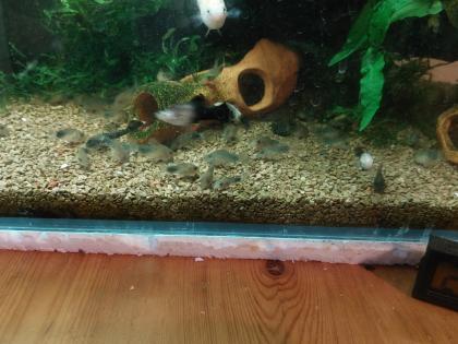 Corydoras similis Nachzuchten