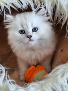 Kitten mit himmelblau Augen