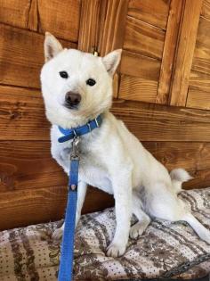 Yugen -Shiba Inu -Mix