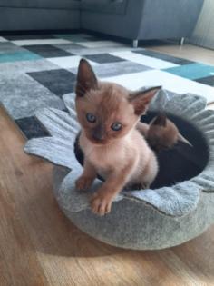 Tonkanese Kitten -650 00 Euro VB