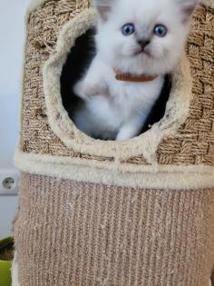 Reinrassige BLH Kitten in Blue Point suchen liebevolle Familie