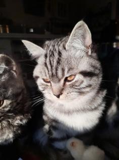 Zauberhafter kleiner BKH Kater mit Ahnentafel geimpft entwurmt gechipt kastriert aus HCM PKD