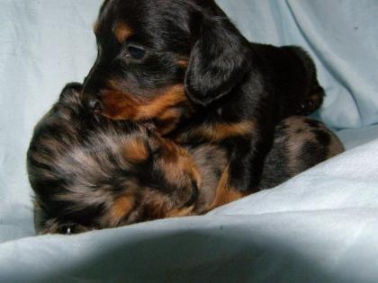 Zauberhafte Tiger Dackel Baby s am 19. 04. 2022 geboren