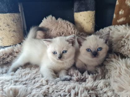 Wunderschöne Bkh kitten blue point und silver shaded