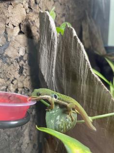 Phelsuma Quadriocellata