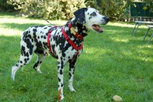 JOSY DA - weiblich 11 Jahre 60 cm 30 kg Dalmatiner Gechipt Kastriert