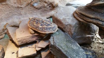 Malacochersus tornieri Spaltenschildkröte