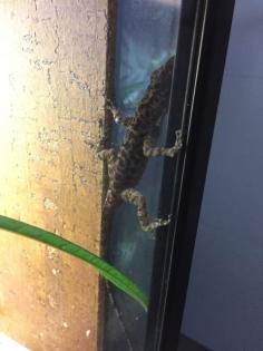 Anolis Sabanus