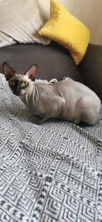 Sphinx Katze / sphynx kater