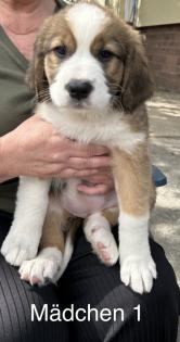 Berner Sennenhund Welpen