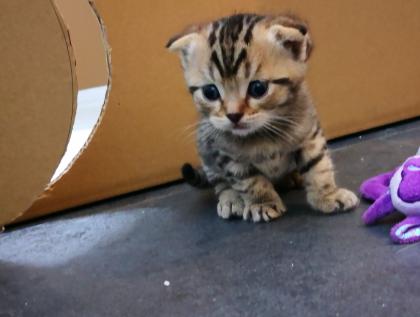 Kitten Katzenbabys Edelmix