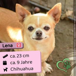 Lena - lieb verträglich