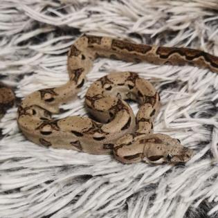 Boa Imparator NZ 07/20