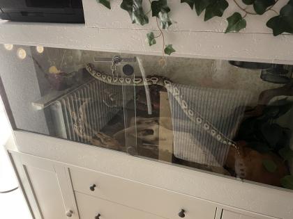 Königsphyton mit Terrarium