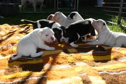 American Bulldog Welpen suchen Traumschloss