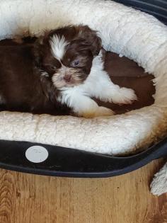ShihTzu Welpen auch in Schokobraun