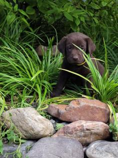 Labrador Welpen suchen dich