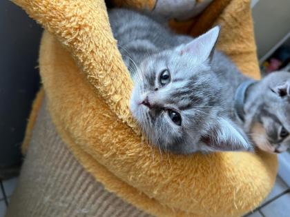 BKH / scottish fold Kitten suchen neuen Wirkungskreis