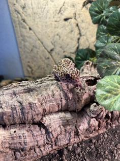 Leopardgeckos 2 Stück