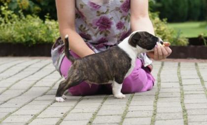 100 Wunderschöne Reinrassige Miniature Bull-Terrier