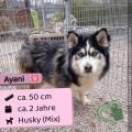 Ayani 2 Jahre 50cm