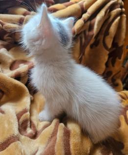 Baby Katze bkh/maincoon mix