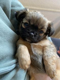 Chihuahua in Langhaar
