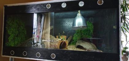 Königspython mit Terrarium Zubehör