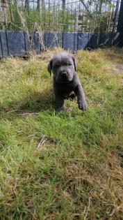 Tolle Cane Corso Welpen blueliner