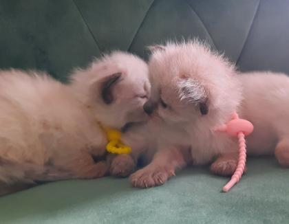 Ragdoll Nachwuchs zuckersüß