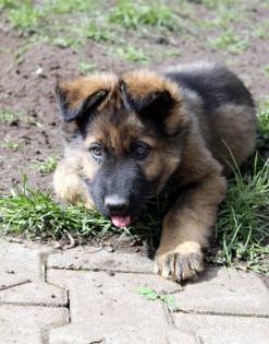 Ork Rüde Welpe Altdeutscher Schäferhund DDR Linien