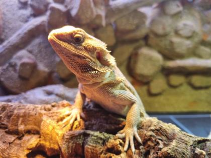 Bartagame weiblich zu verkaufen