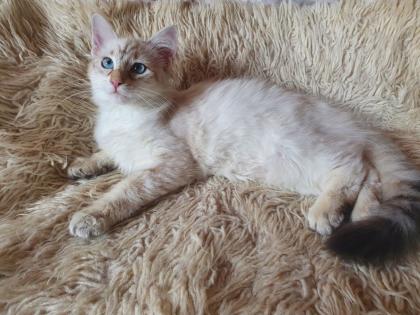Abgabebereit Sibirische Kätzchen Neva Masquarade Kitten weiß Katze