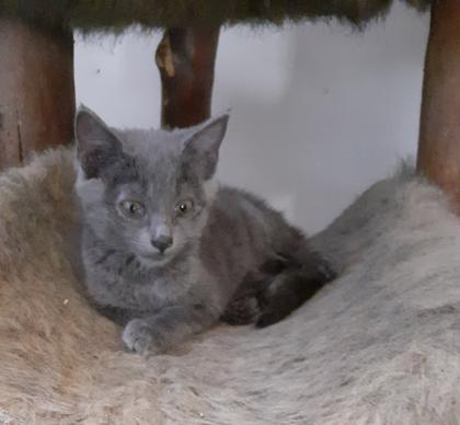 Siva - graues Kitten sucht Zuhause aus dem Tierschutz / gechipt geimpft