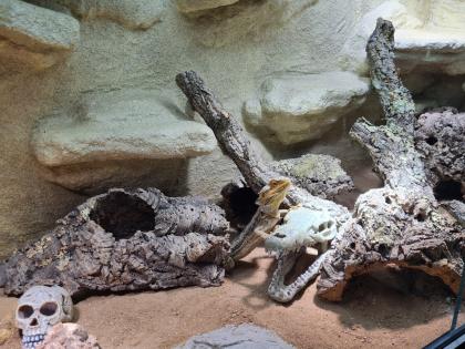 Bartagame m mit großem Terrarium Quarantäneterrarium inkl. Beleuchtung und viel Zubehör