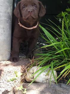 Labrador Welpen suchen dich