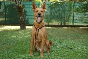 RED TEDDY - männlich 7 Jahre 69 cm 32. 7 kg Mix Gechipt Kastriert