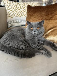BKH kitten reinrassig geimpft gechipt