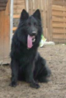 Altdeutscher Schäferhund Rüde lackschwarz