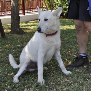 White / Status sucht ein Zuhause