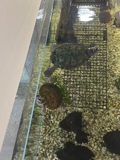 Höckerschildkröten suchen Neues zu Hause