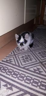 Verkaufe Katzenbabys Muttertier kann besichtigt werden