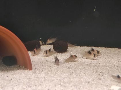 25x Corydoras Burgessi 3 5 - 4 cm Rarität