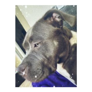 American Bully Hündin.